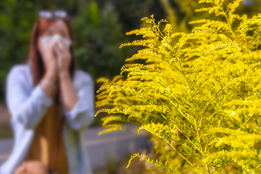 Ragweed allergy relief